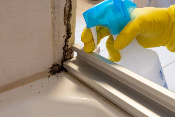 Best Health and Safety Mold Remediation in Sharon Center, OH