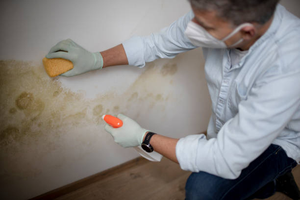 Best White Mold Remediation in Sharon Center, OH