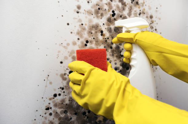 Best Emergency Mold Remediation in Sharon Center, OH